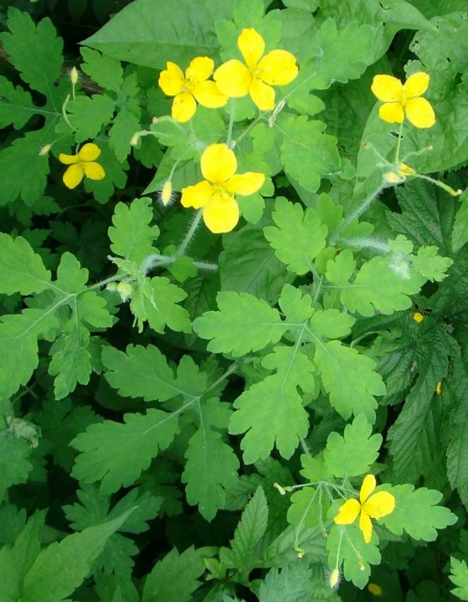 白屈菜是一种什么样的植物