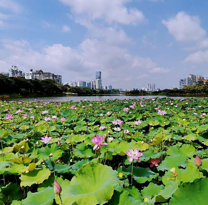 南寧南湖公園的荷花美翻了世界