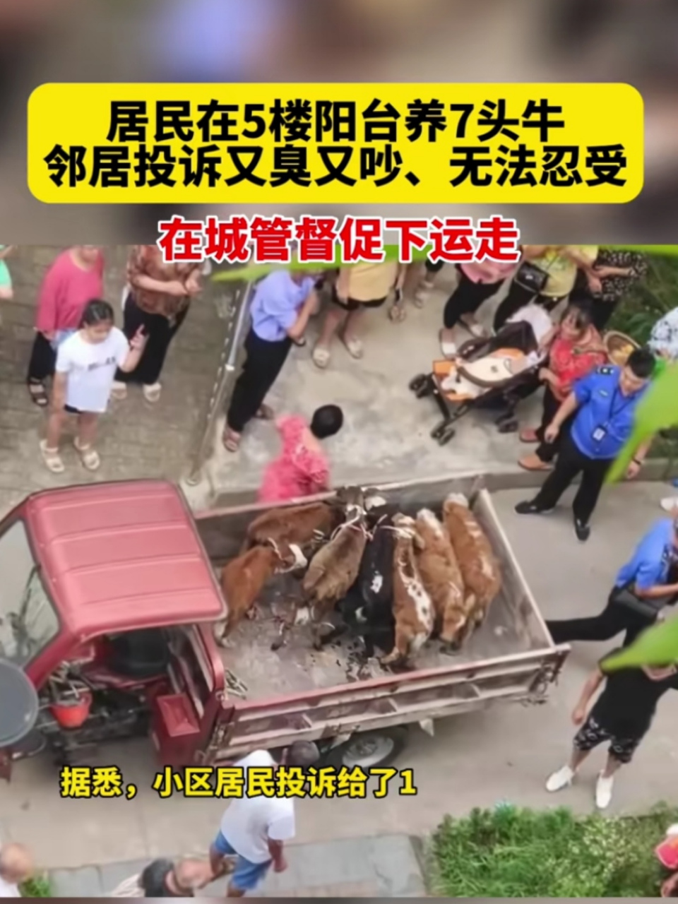 四川南充一业主在阳台养了七头牛!