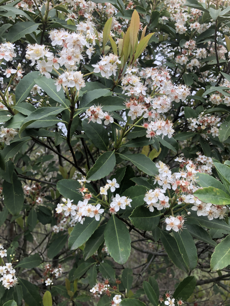 春暖花开~春花树