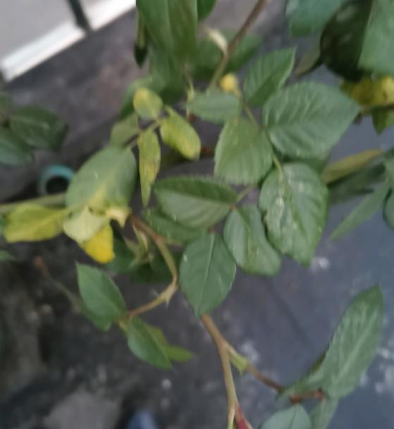 月季现在枝小叶小花小还盲枝怎么办?