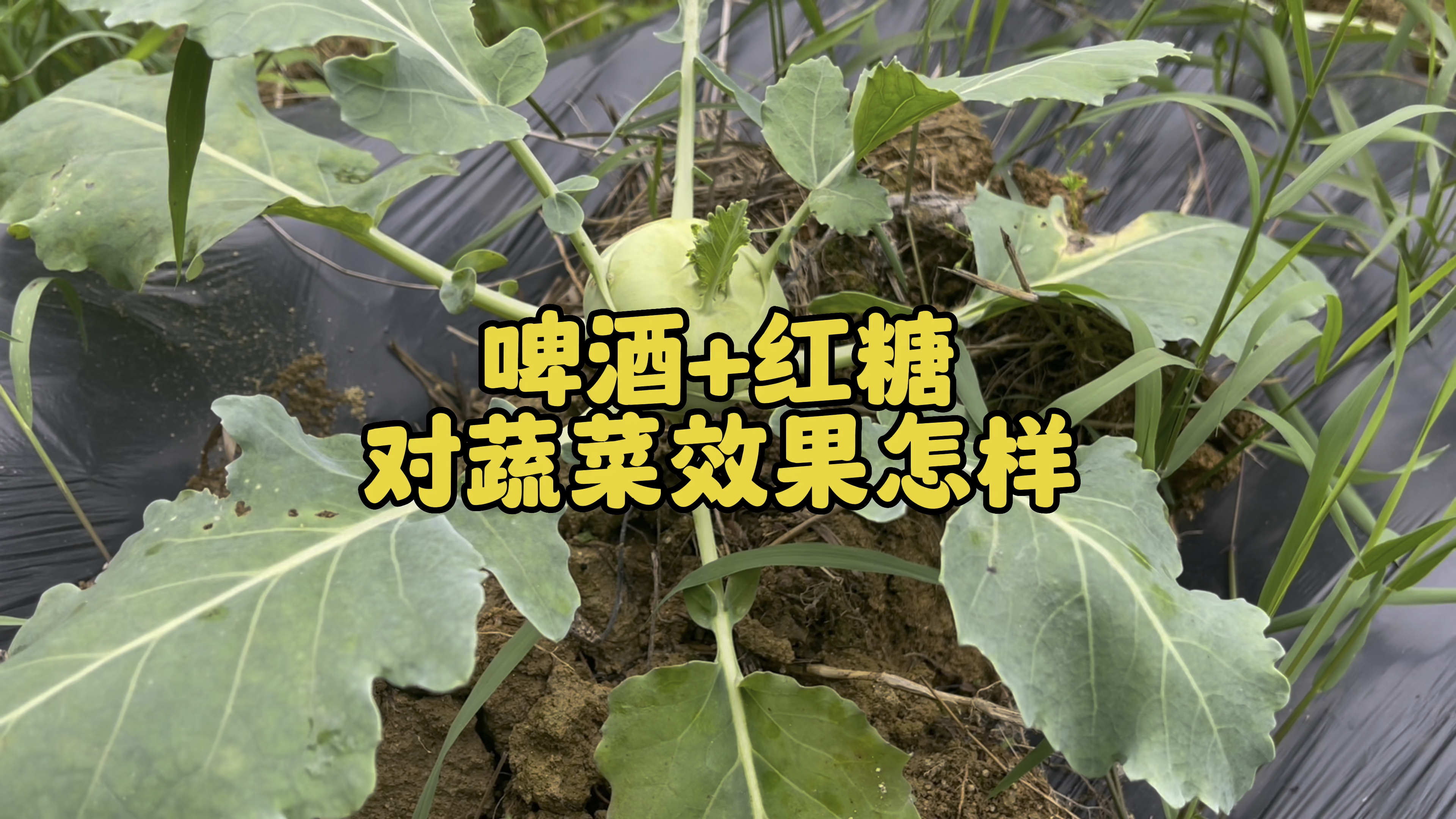 红糖加啤酒,土壤蓬松长根又促长,是真是假?看完涨知识了