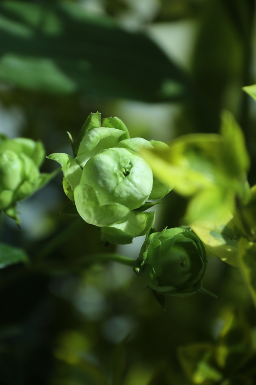 绿闪电:花花世界,既漂亮又特别的存在  最近新发现一种绿色的多头小