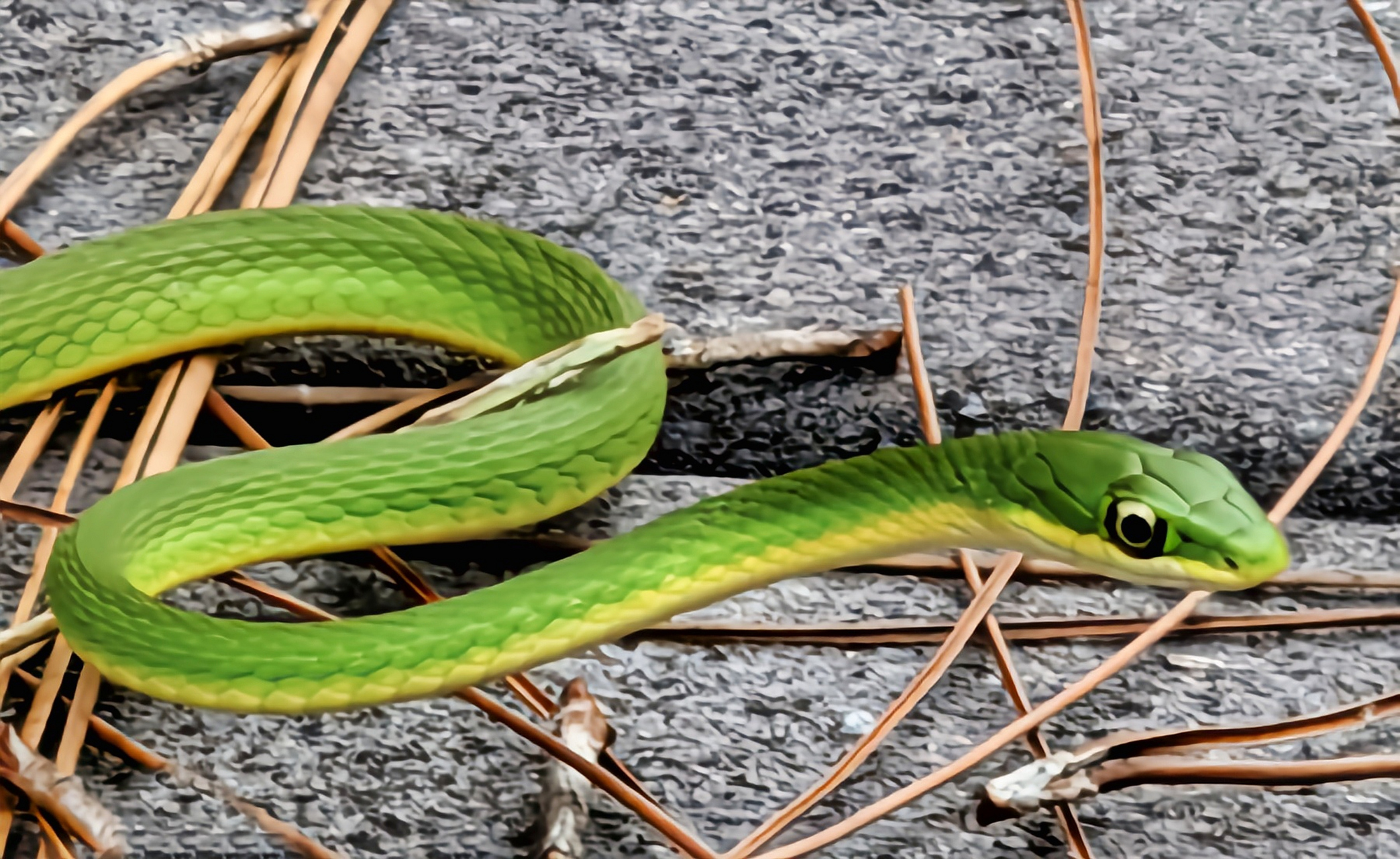 每天认识一种动物——糙鳞绿树蛇 糙鳞绿树蛇是一种树栖小型蛇类,身体