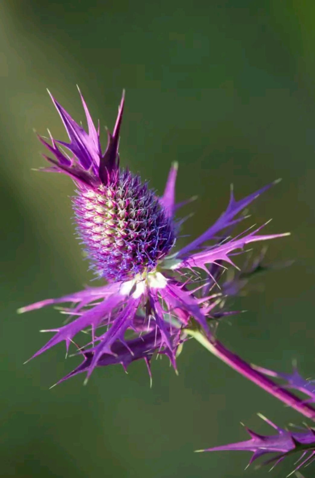 颜值时尚漂亮好看的花你认识几朵