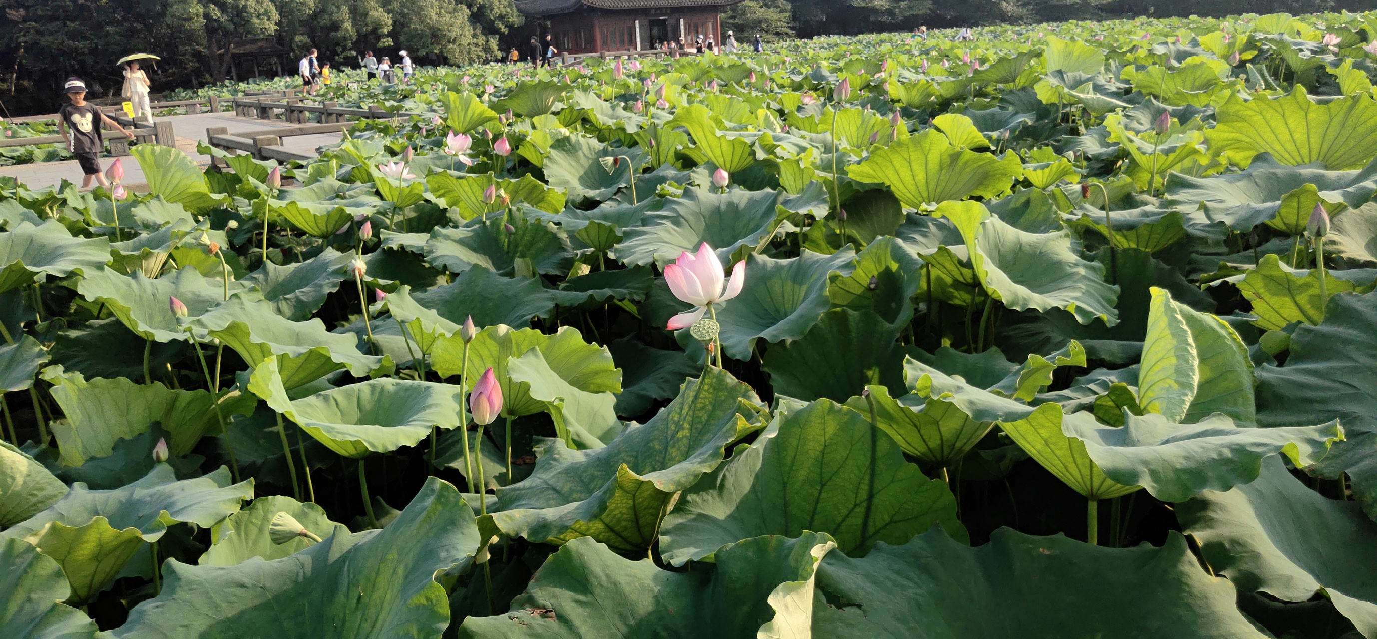 杭州西湖美景曲院风荷,湖面上大片大片的荷叶挤挤挨挨,粉色荷花挤出