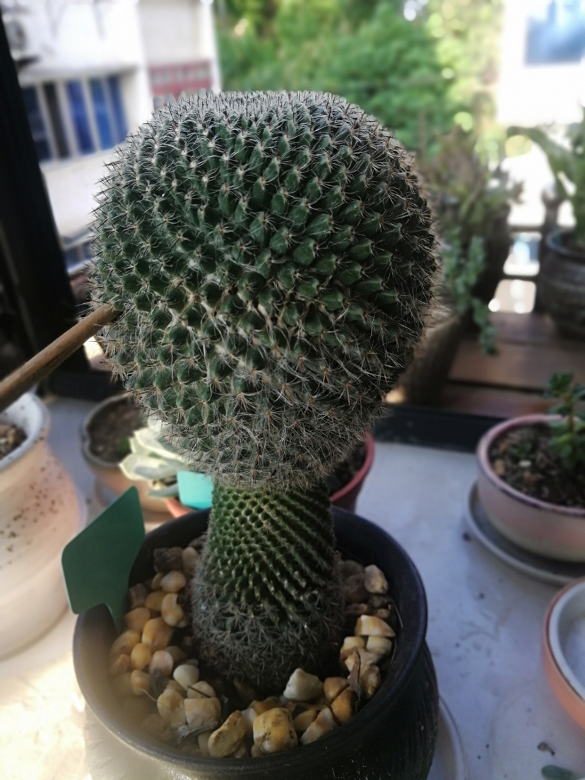 仙人球徒长的上限在哪?花友的图片很有代表性,做好两点养好不难