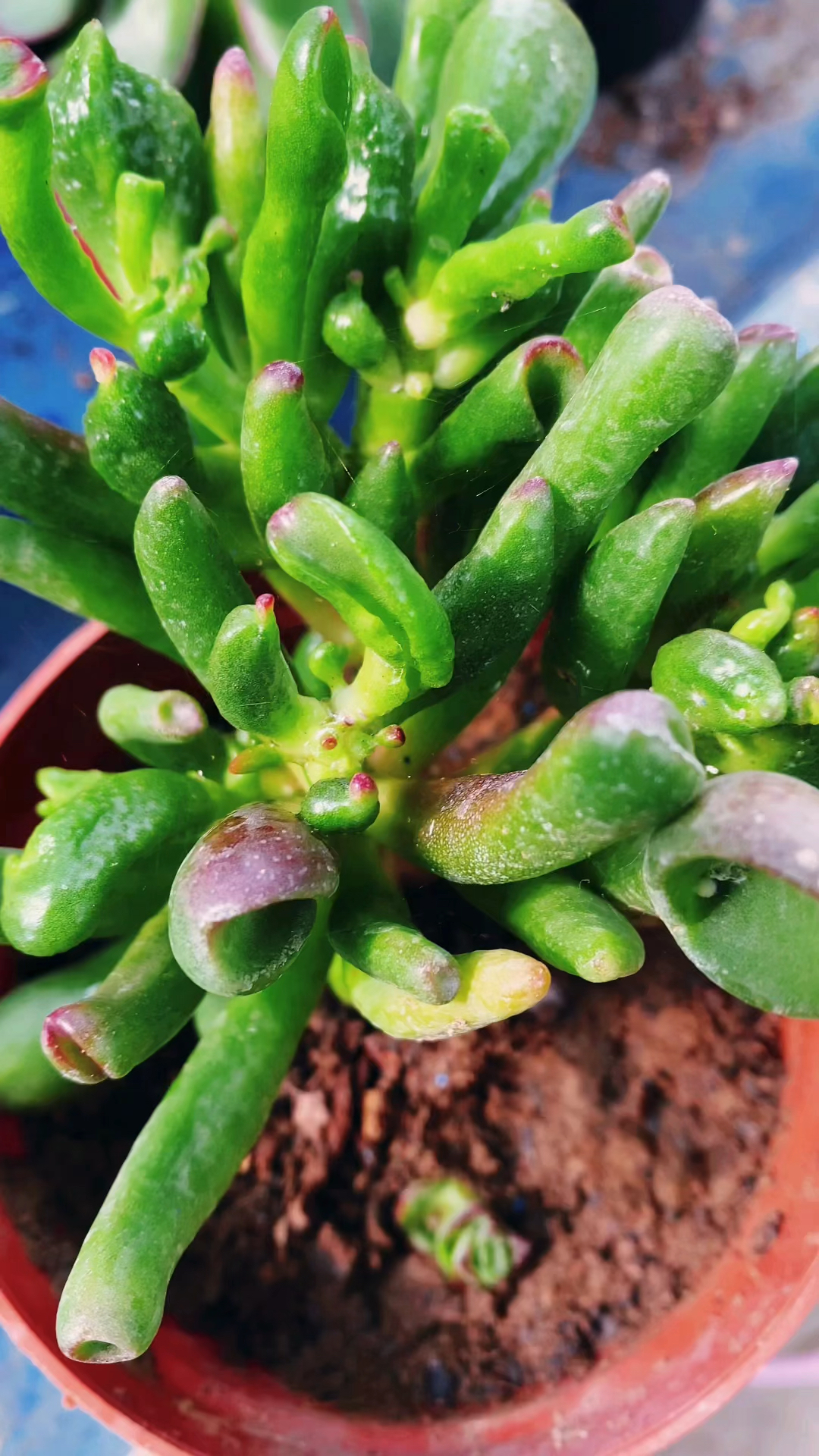 扦插的吸财树这样养护生长旺盛叶片肥厚