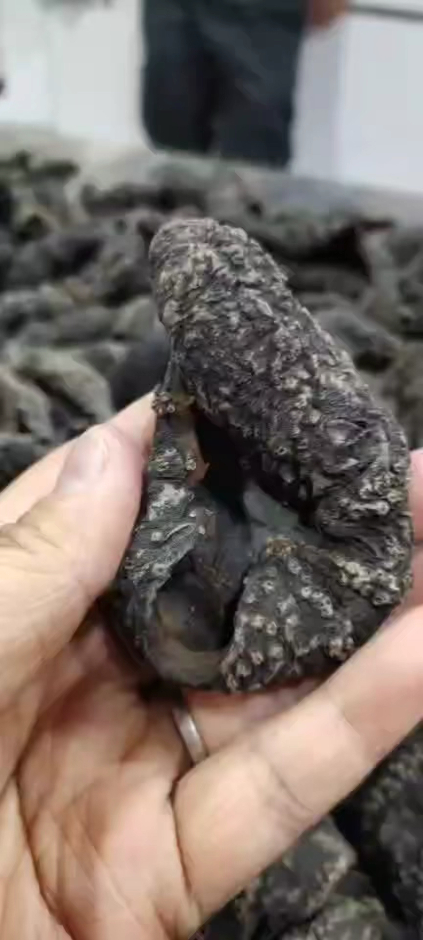 俄罗斯海茄子,也叫红极参,茄参或者北极冰参-度小视