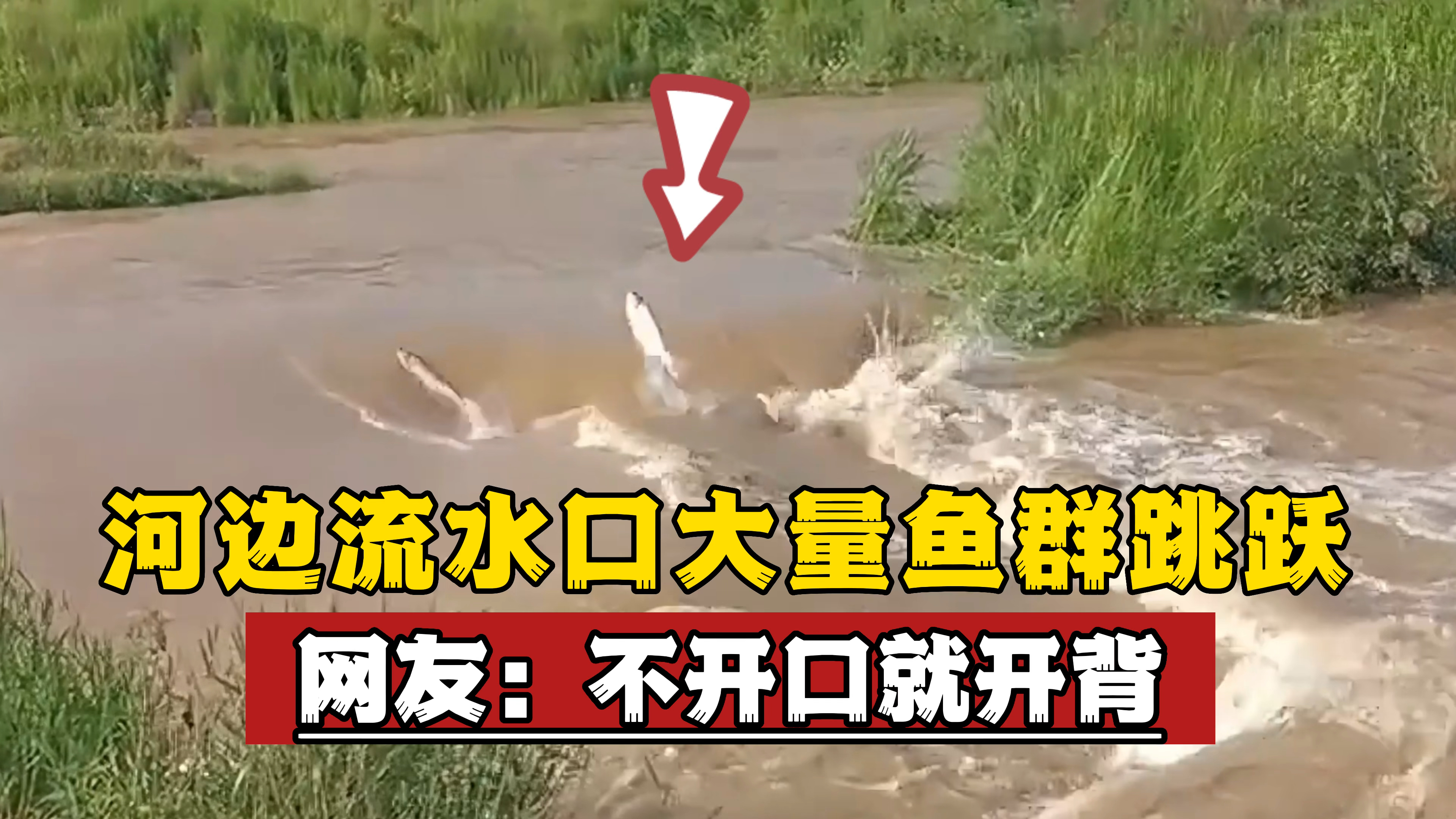 河边流水口偶遇大量鱼群跳跃怎么办?网友:不开口就开背不可取
