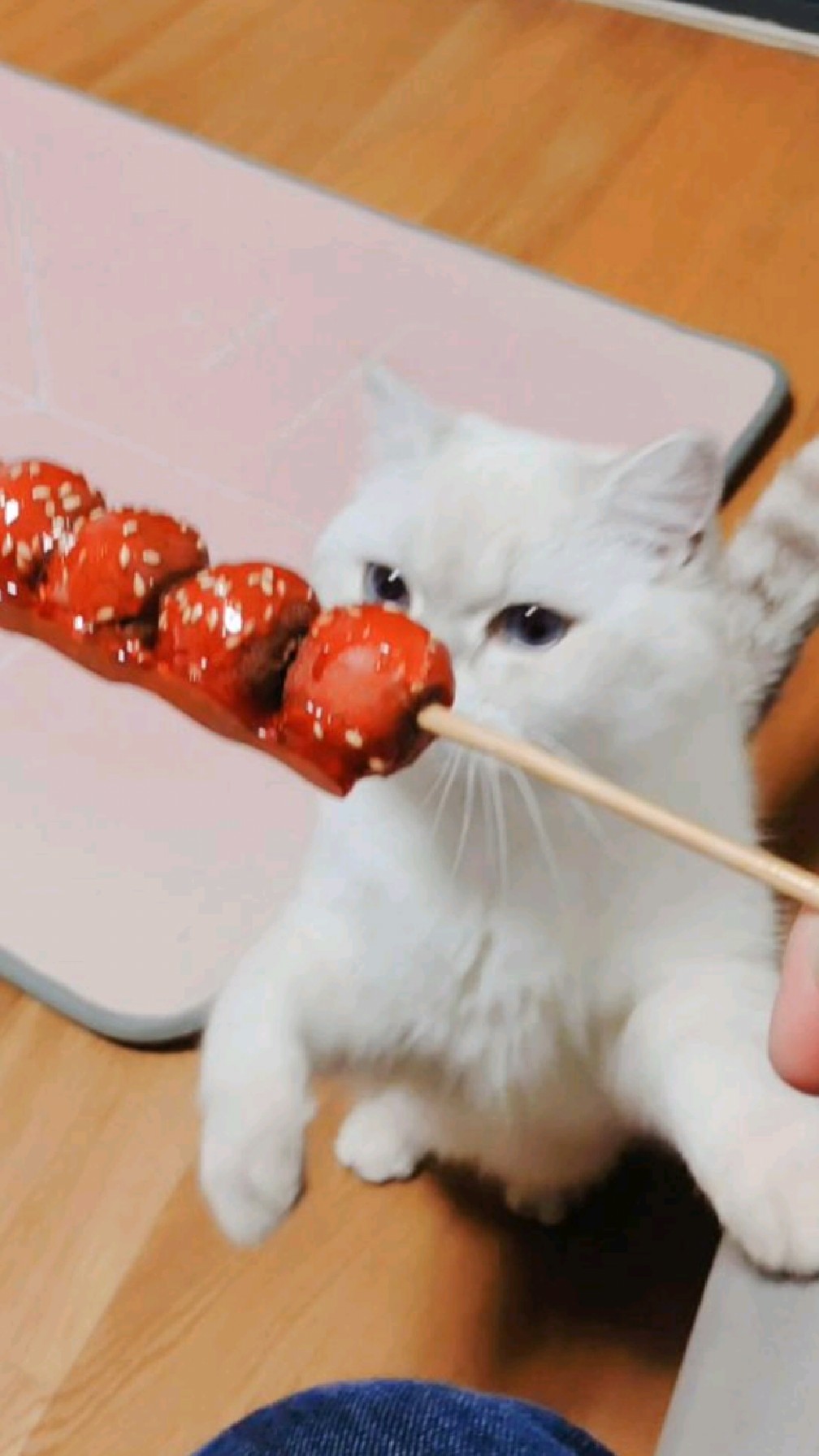 会有哪只猫咪会拒绝好吃的冰糖葫芦呢