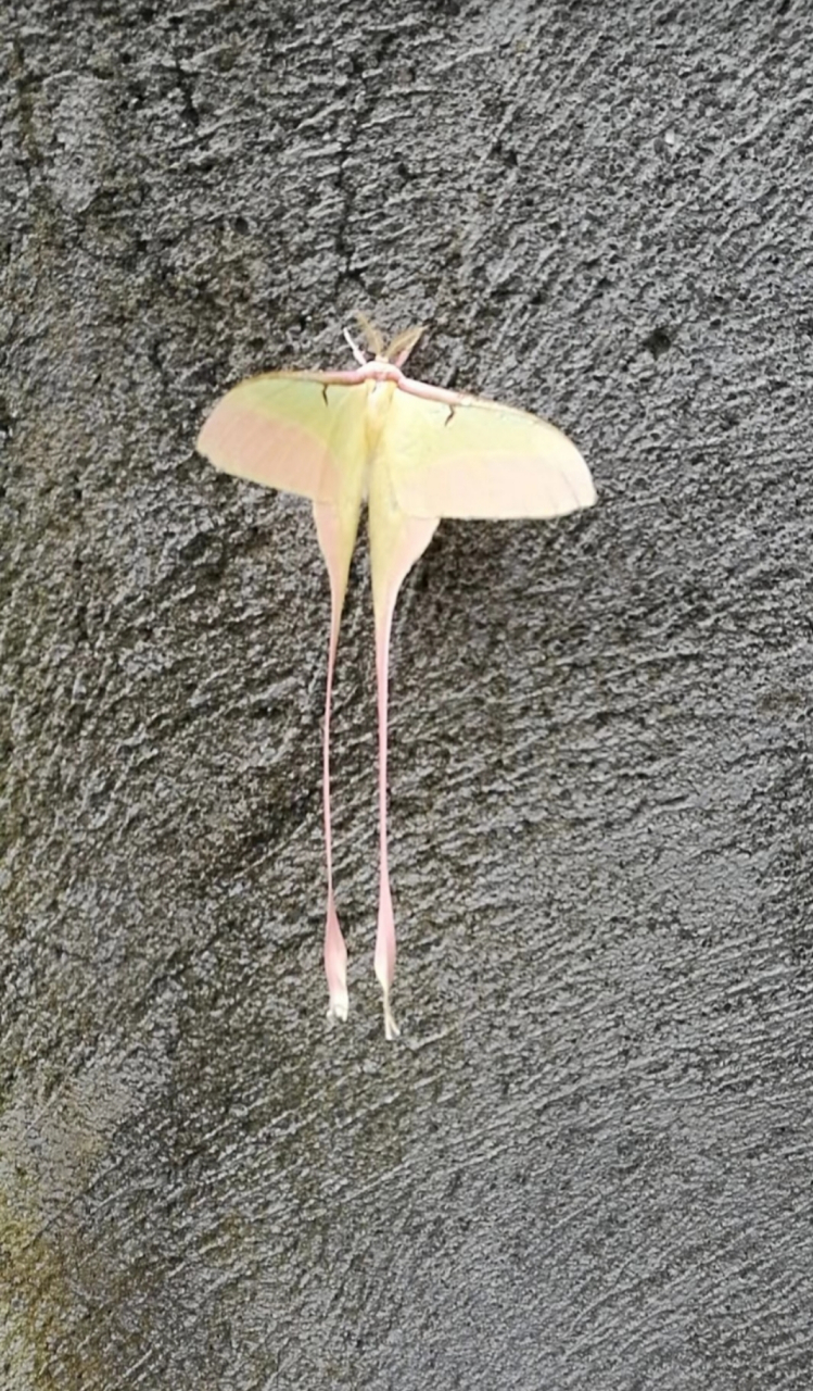 看到一个很漂亮的蛾子,识图了一下,它叫长尾大蚕蛾. 这比蝴蝶还好看啊