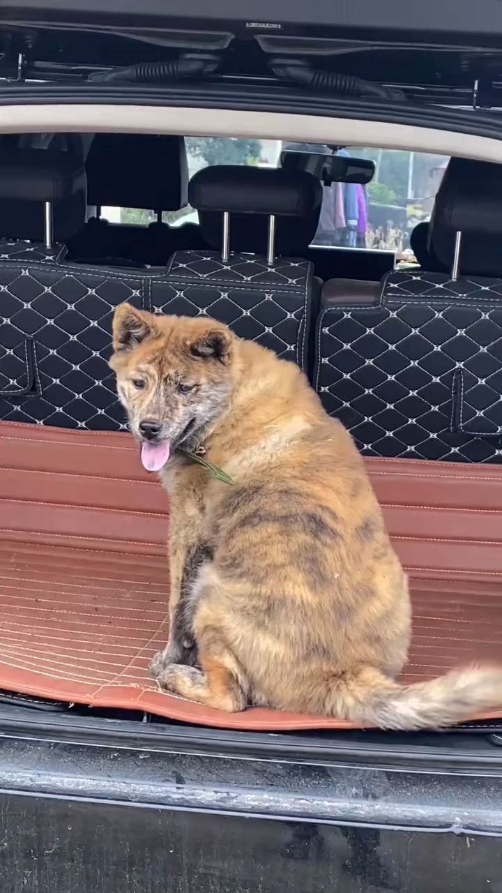 中华田园犬广西土猎犬极品小虎斑-度小视