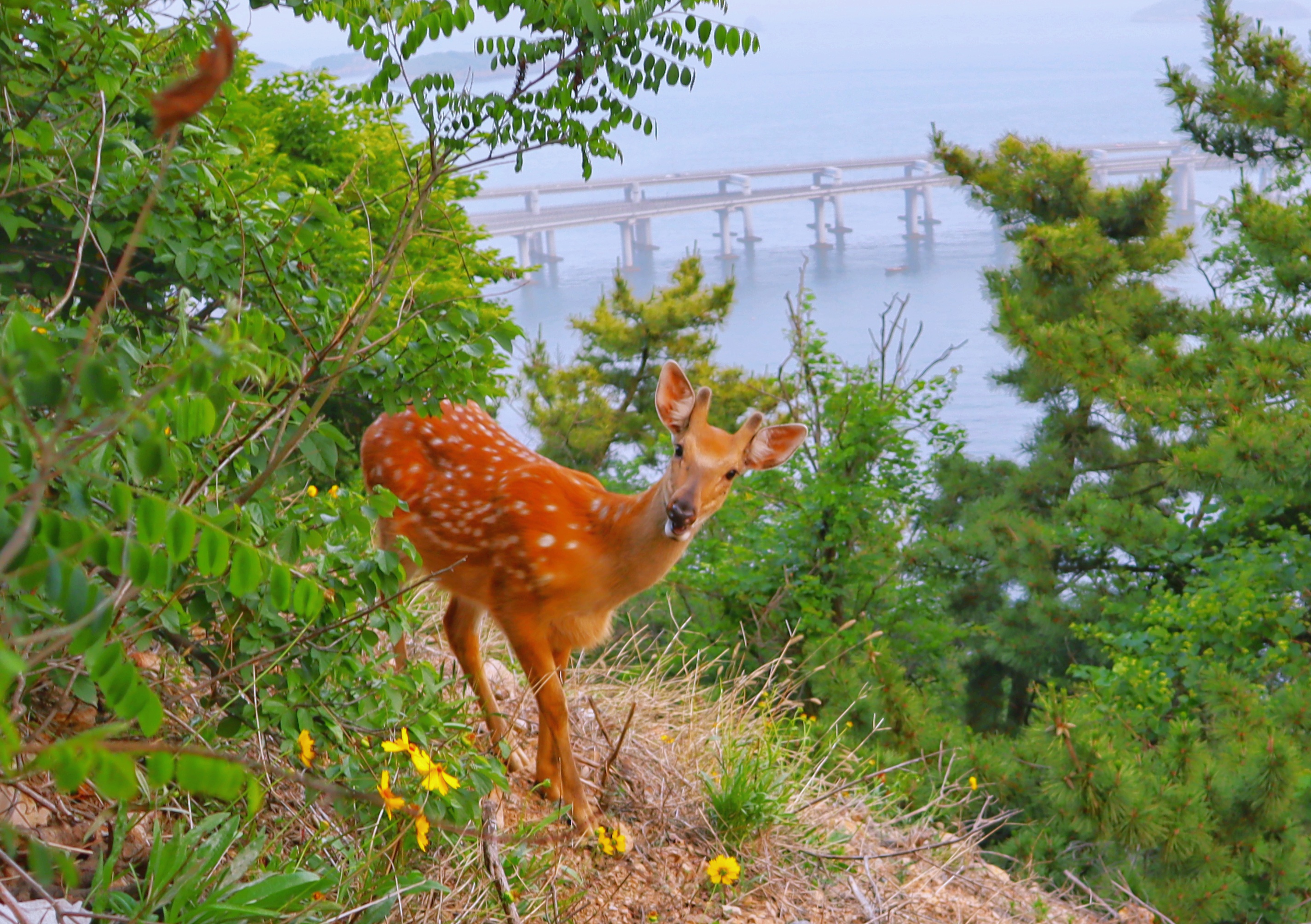 大连莲花山偶遇野生梅花鹿