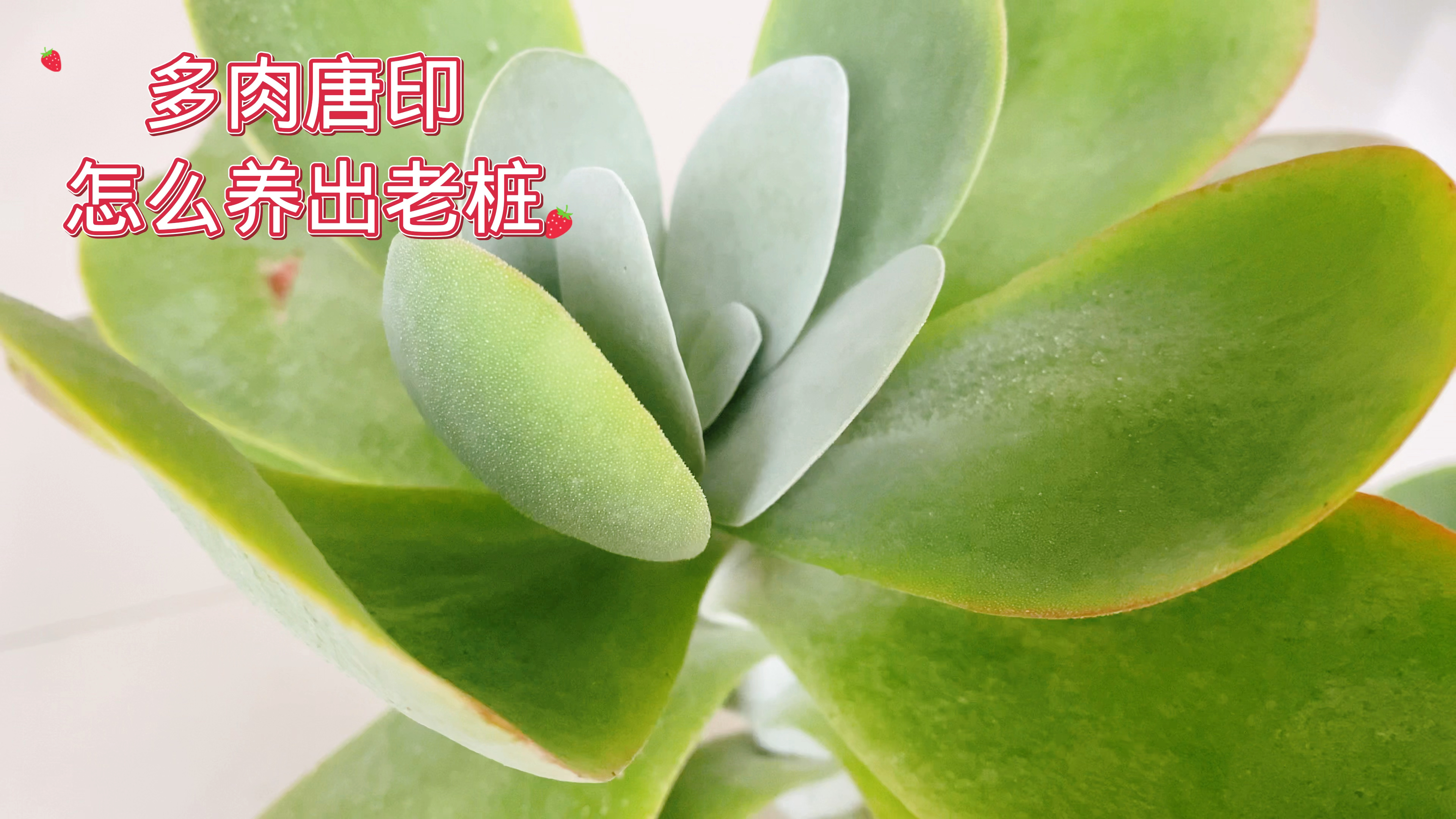 多肉唐印怎么养出老桩