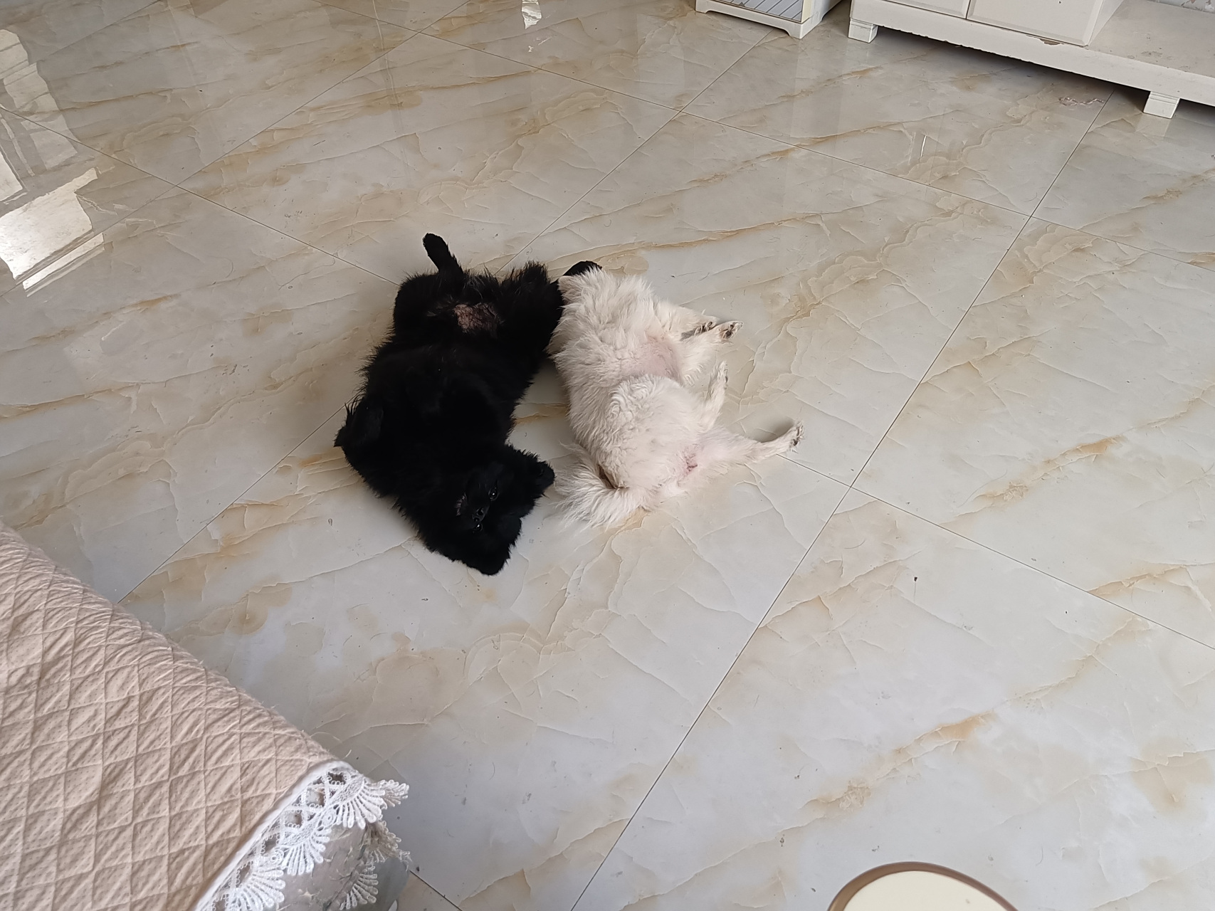 这是我家的黑白双煞博美98#狗狗# #博美