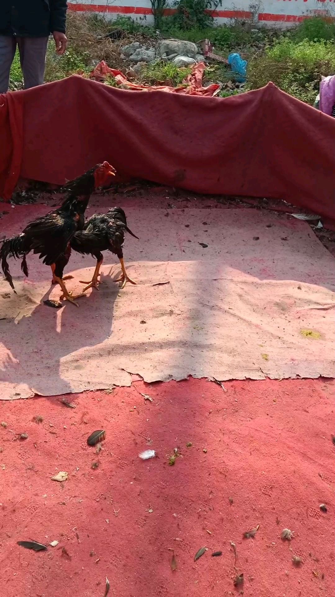 泰国斗鸡:打个小高潮
