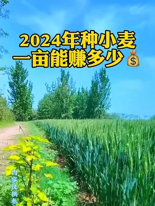 一亩地可以赚多少(一亩地可以赚多少钱人民币)