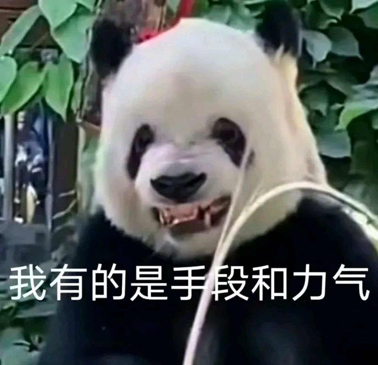 大熊猫# 萌二的龇牙咧嘴式掰竹子 救命,这也太可爱了吧  哈哈哈哈哈