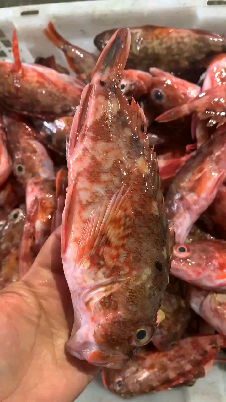 石翁鱼石九公野生个头虽小全是精华,煲汤特别鲜美,味道鲜美,也可红烧