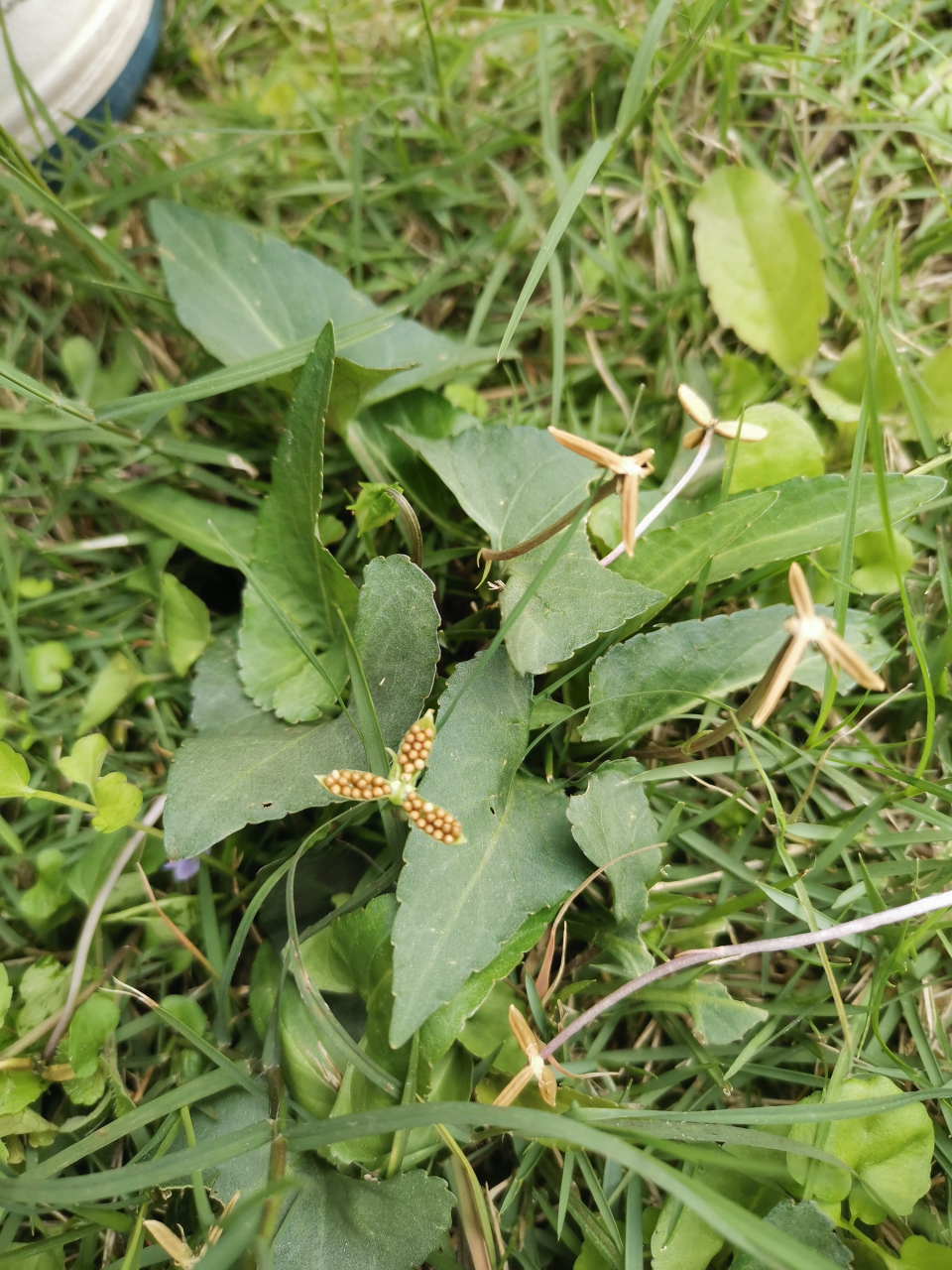 大家看没看见过紫花地丁结的籽,原来是我拍的图片上这样的,有点神奇耶