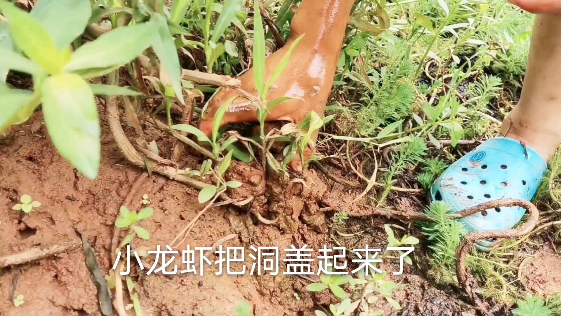 七八月小龙虾塘晒塘消毒,不会影响种虾产卵,九十月能出虾苗