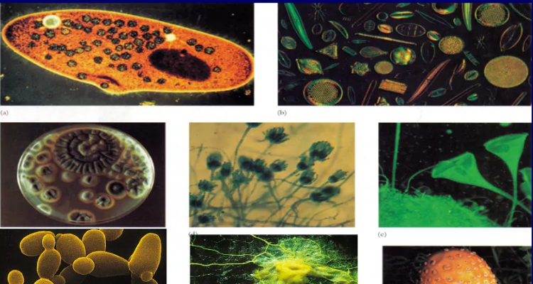 藻类是原核生物还是真核生物