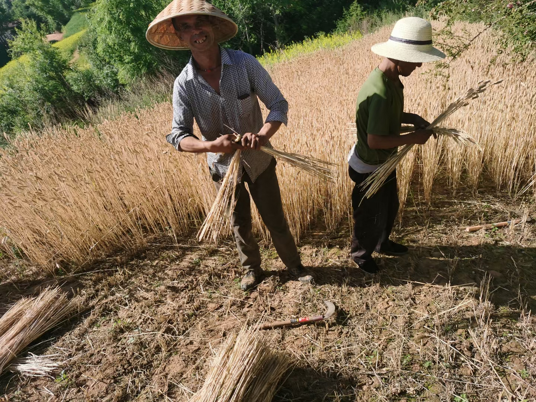 传统的手工割麦子,你还会割吗?麦结你还会打吗?