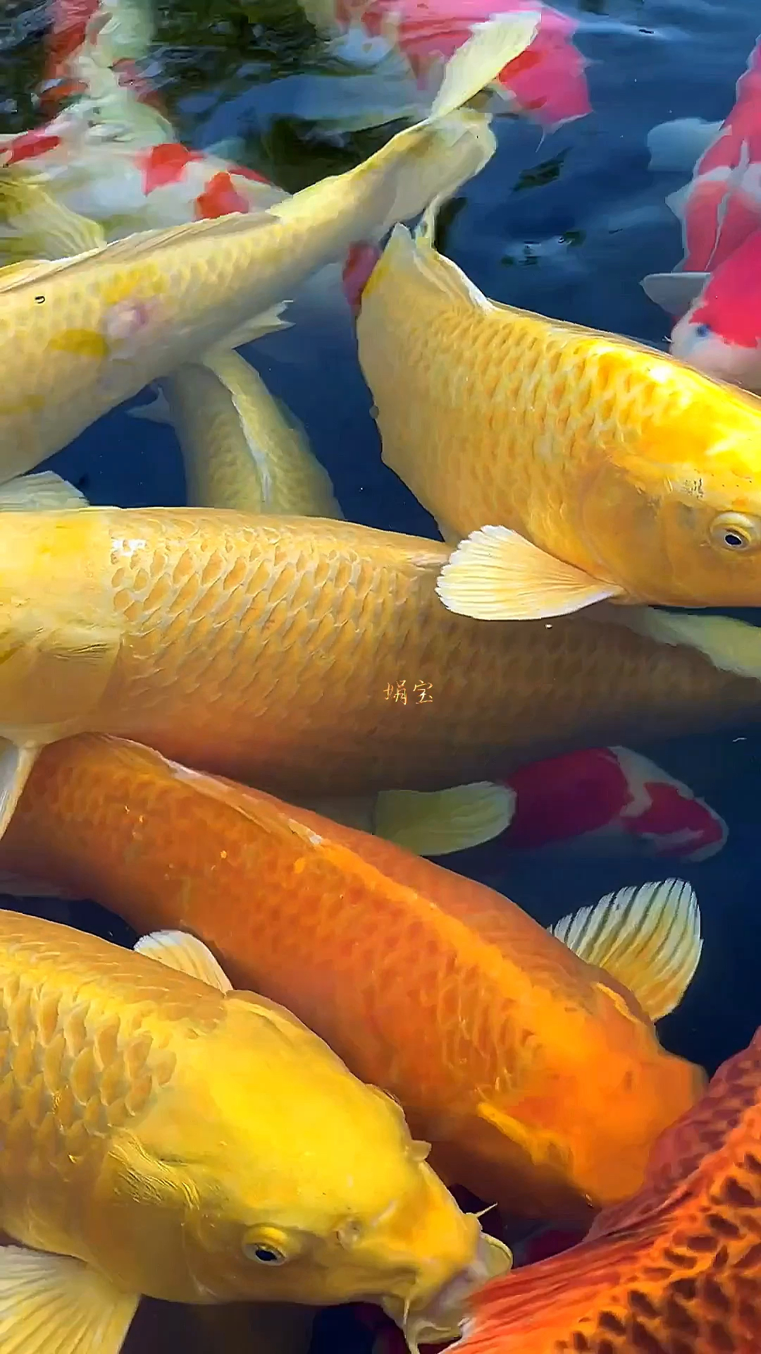 黄金鱼,招财进宝,祝你财运旺