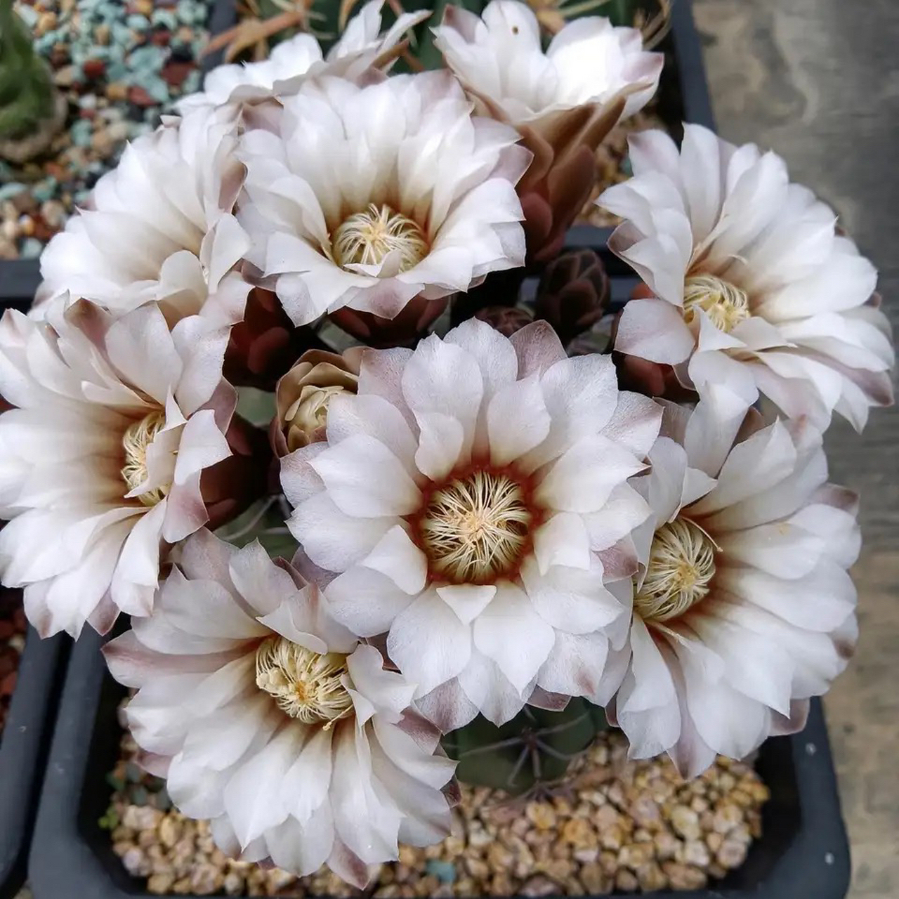 美不美?仙人球瑞昌玉