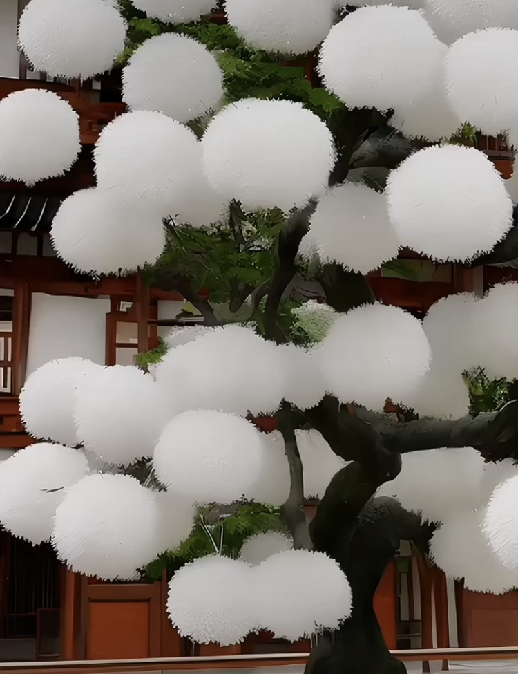 美丽的流苏树