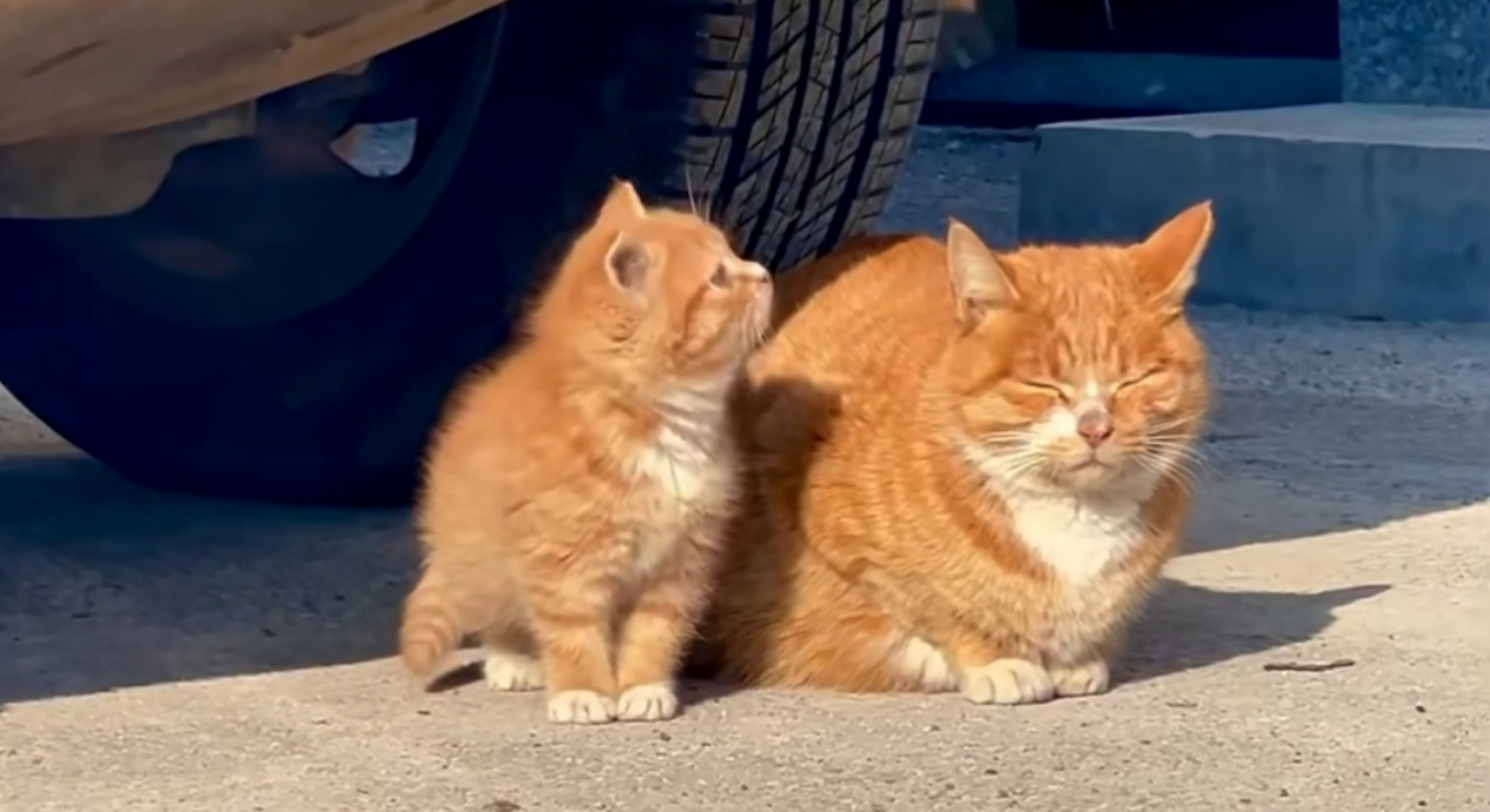 淡定的橘猫妈妈,活泼的橘猫宝宝.