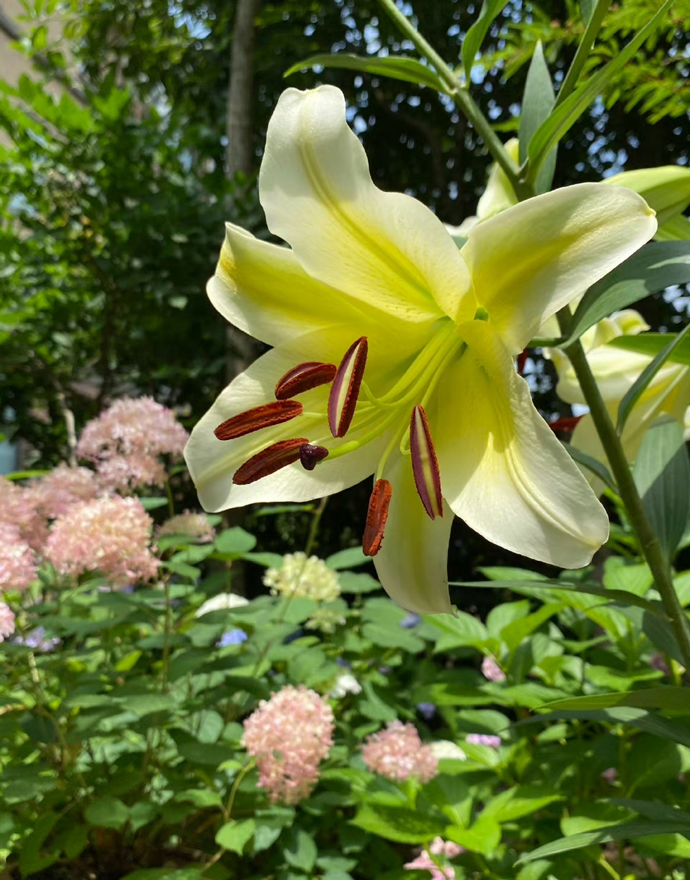 木门百合,香气馥郁. 傍晚下大雨,幸亏去店里前把它搬到廊檐下了.