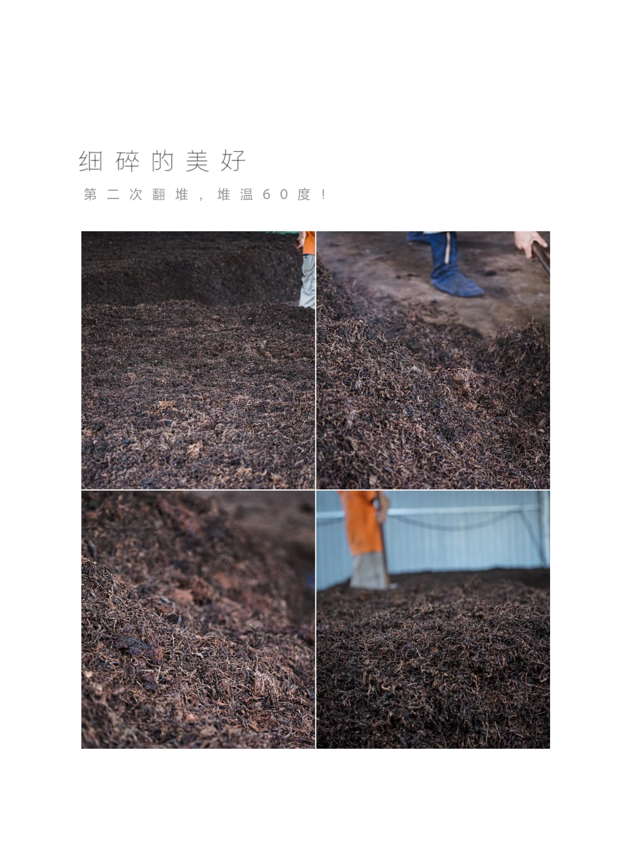 2021年普洱熟茶渥堆发酵