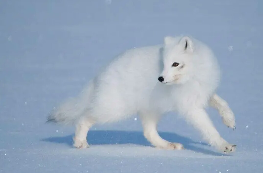 白狐:雪地精灵
