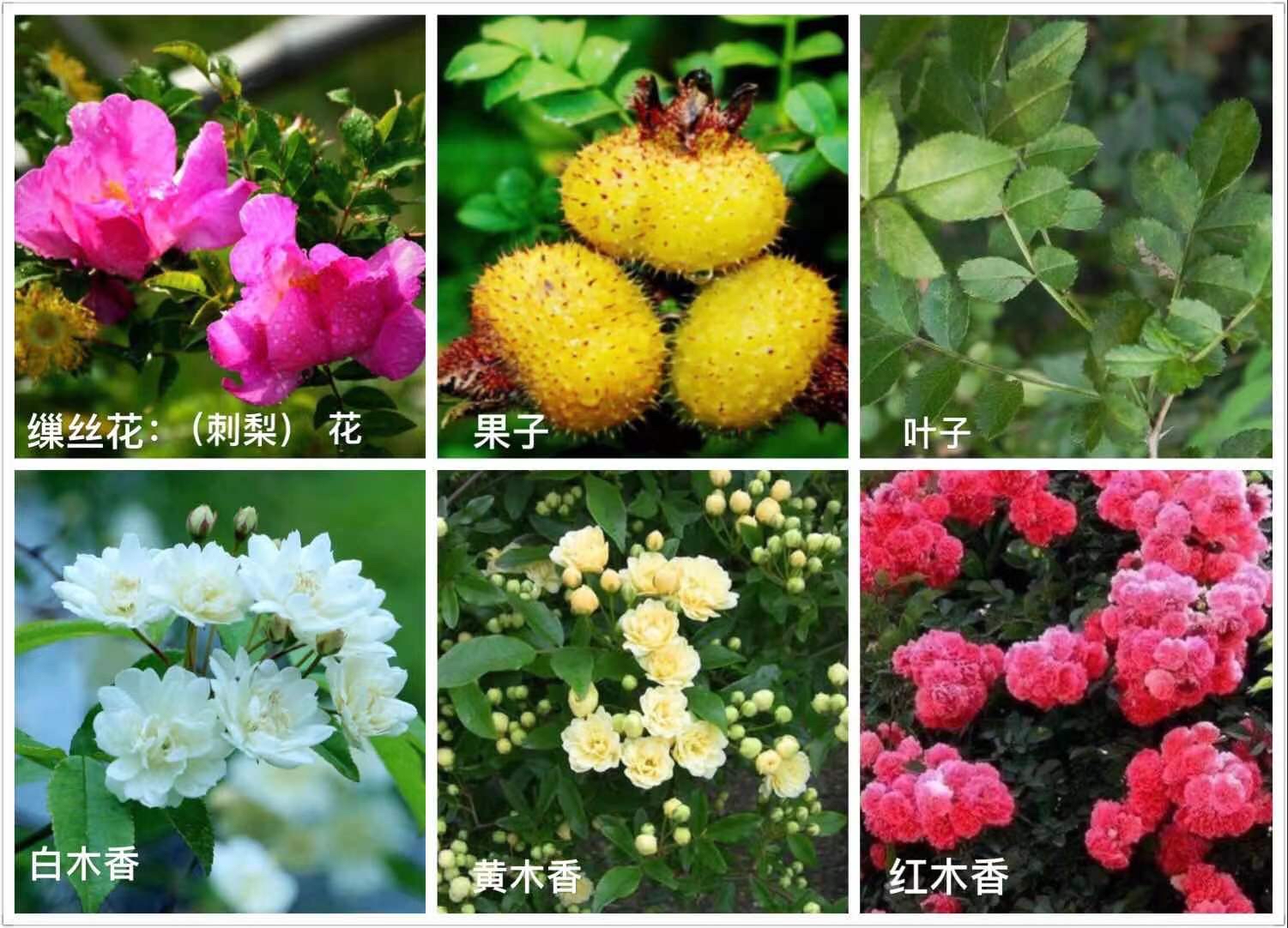 蔷薇属七大种类图文比较,对正确认识玫瑰花,具有一定的参考作用