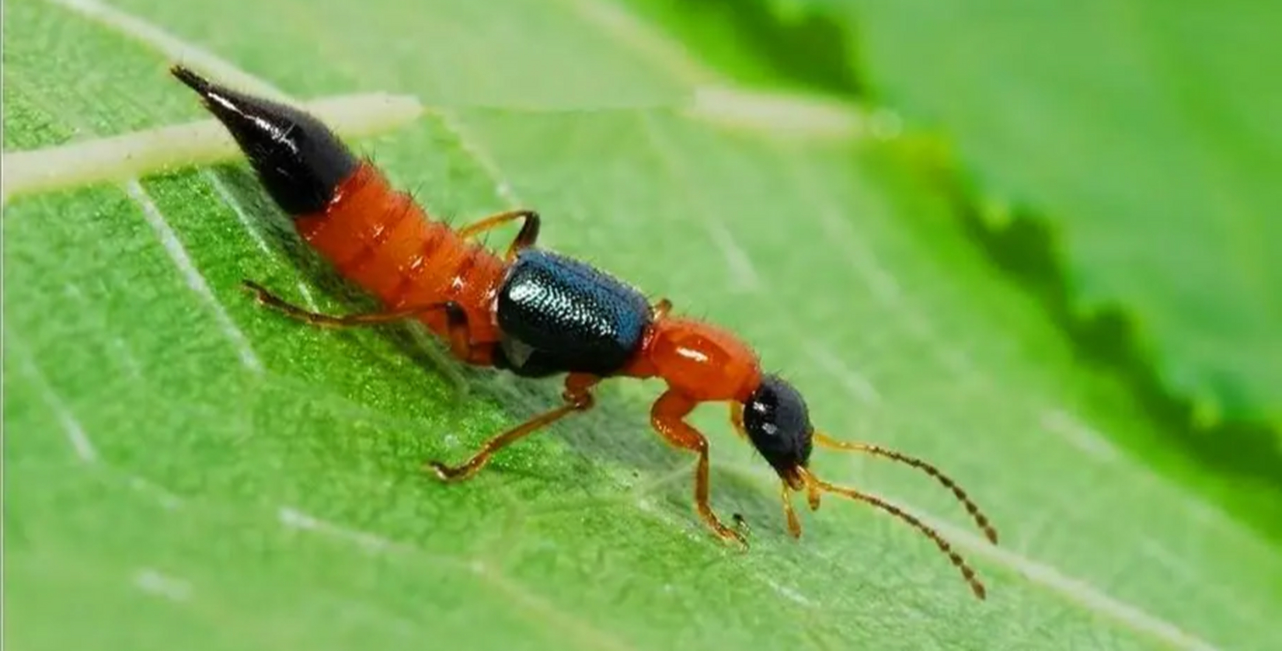 刚刚看到有一个热搜,#我的脸被隐翅虫毁容了#,这个经历我是深有感触.