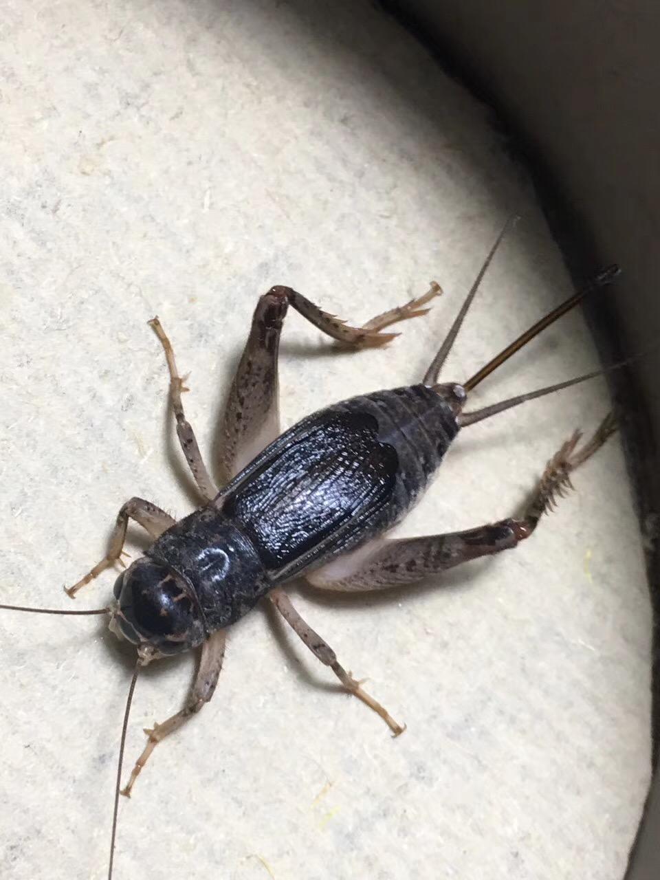 蝈蝈儿和蛐蛐儿对比