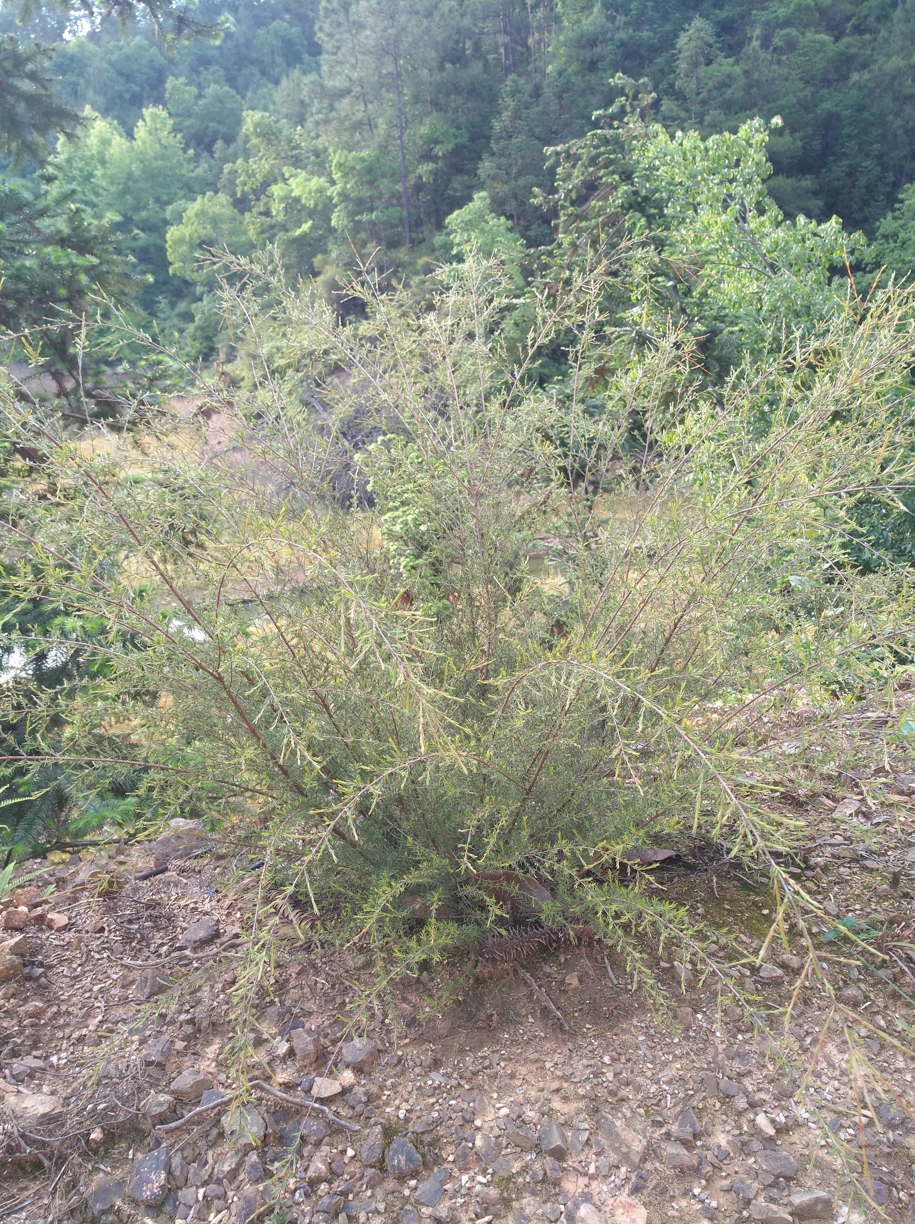 野生岗松,当盆景观赏价值更高,农村山里有生长