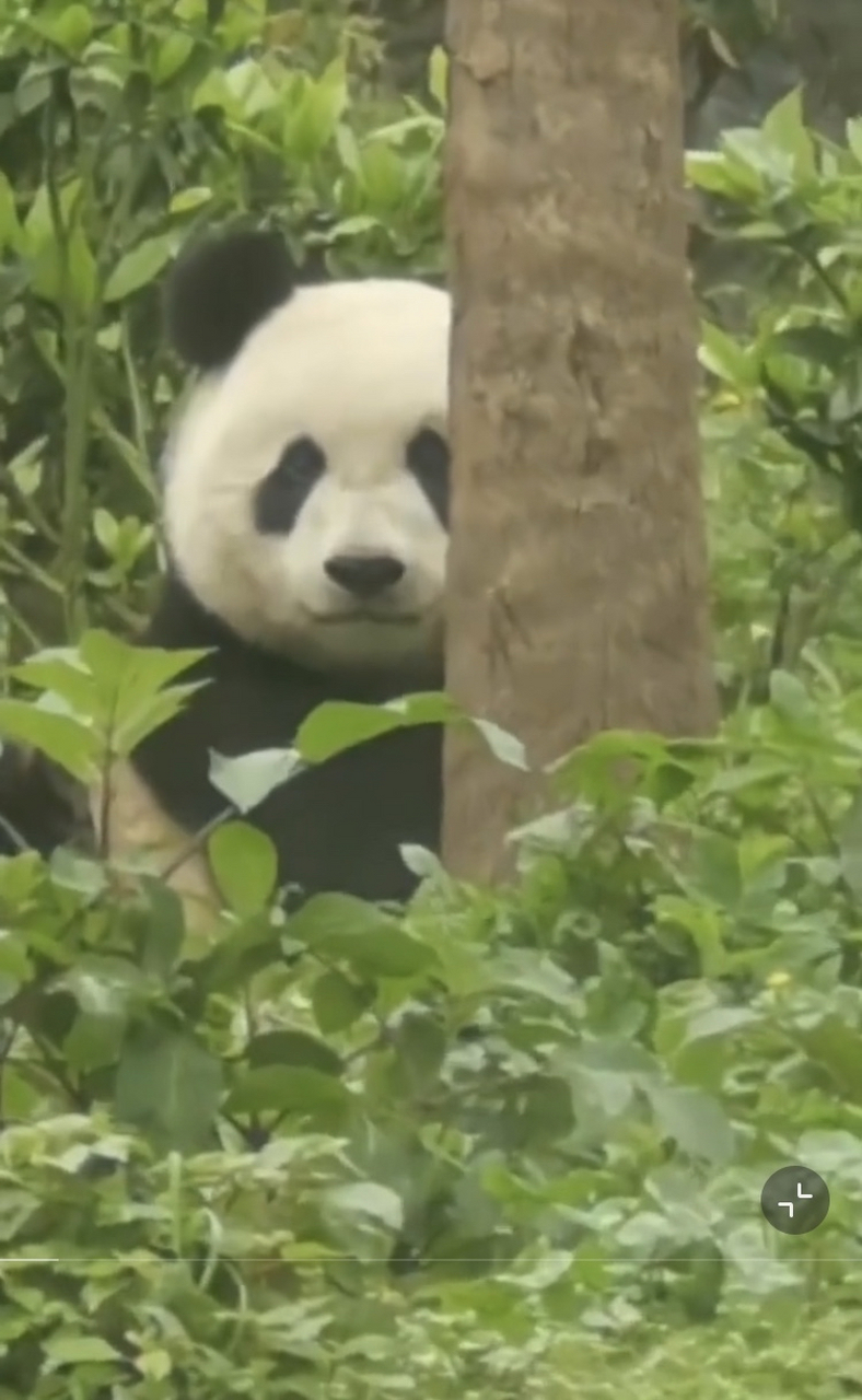 猫猫林溪:千金   2021年7月27日出生在核桃坪基地;今年2岁,妈妈美茜.