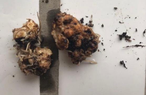 月季根瘤苗隔离养会传染吗?