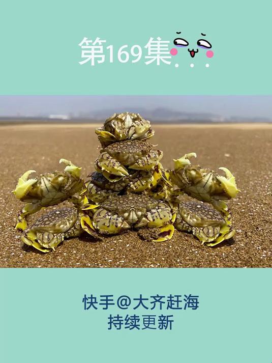 花旦蟹怎么吃?大齐赶海发现一群花旦蟹卧沙,带回家展示一下才艺