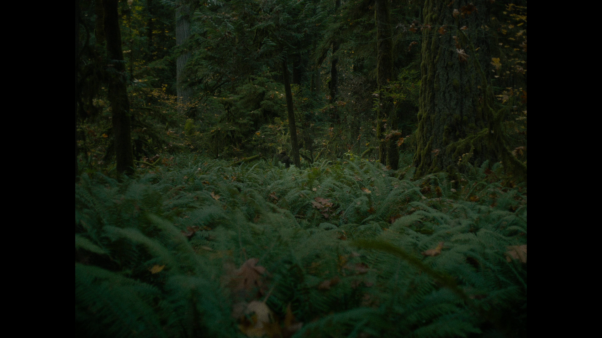 蓝光原盘&REMUX[第一头牛/初生之犊]First.Cow.2019.1080p.BluRay.AVC.DTS-HD.MA.5.1-DON 43.37GB
