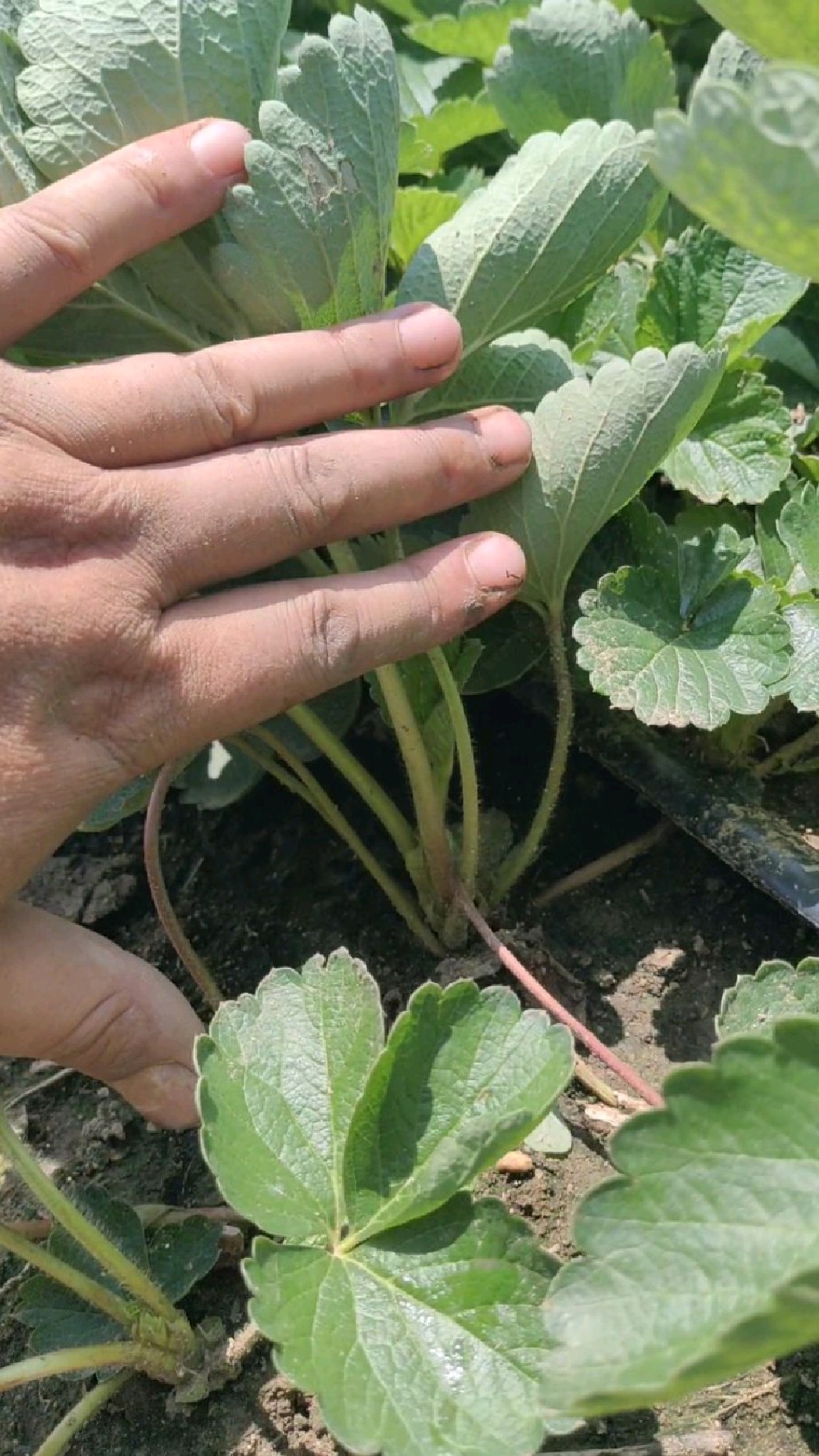 妙香七号草莓苗,矮壮苗,品种纯正