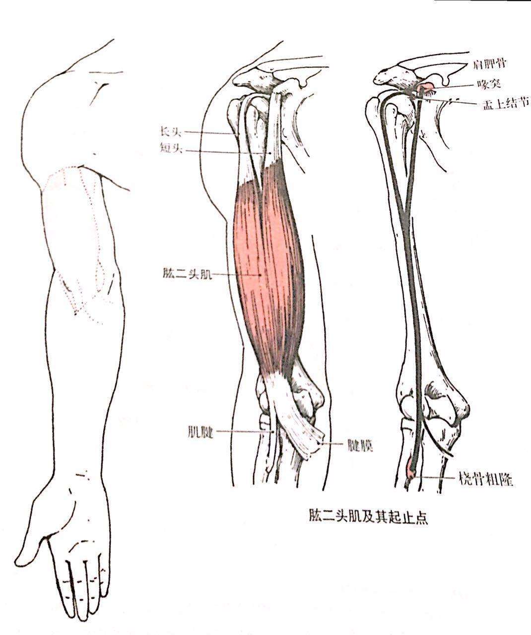 肱桡肌在哪个位置图片图片