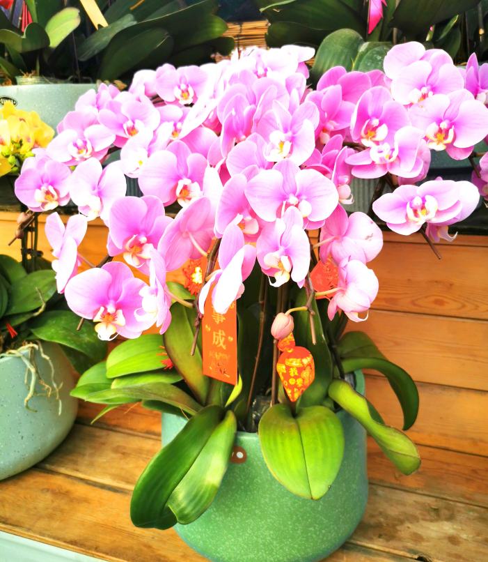 新春纳福,来看看我大东北,年花流行的众多品种吧