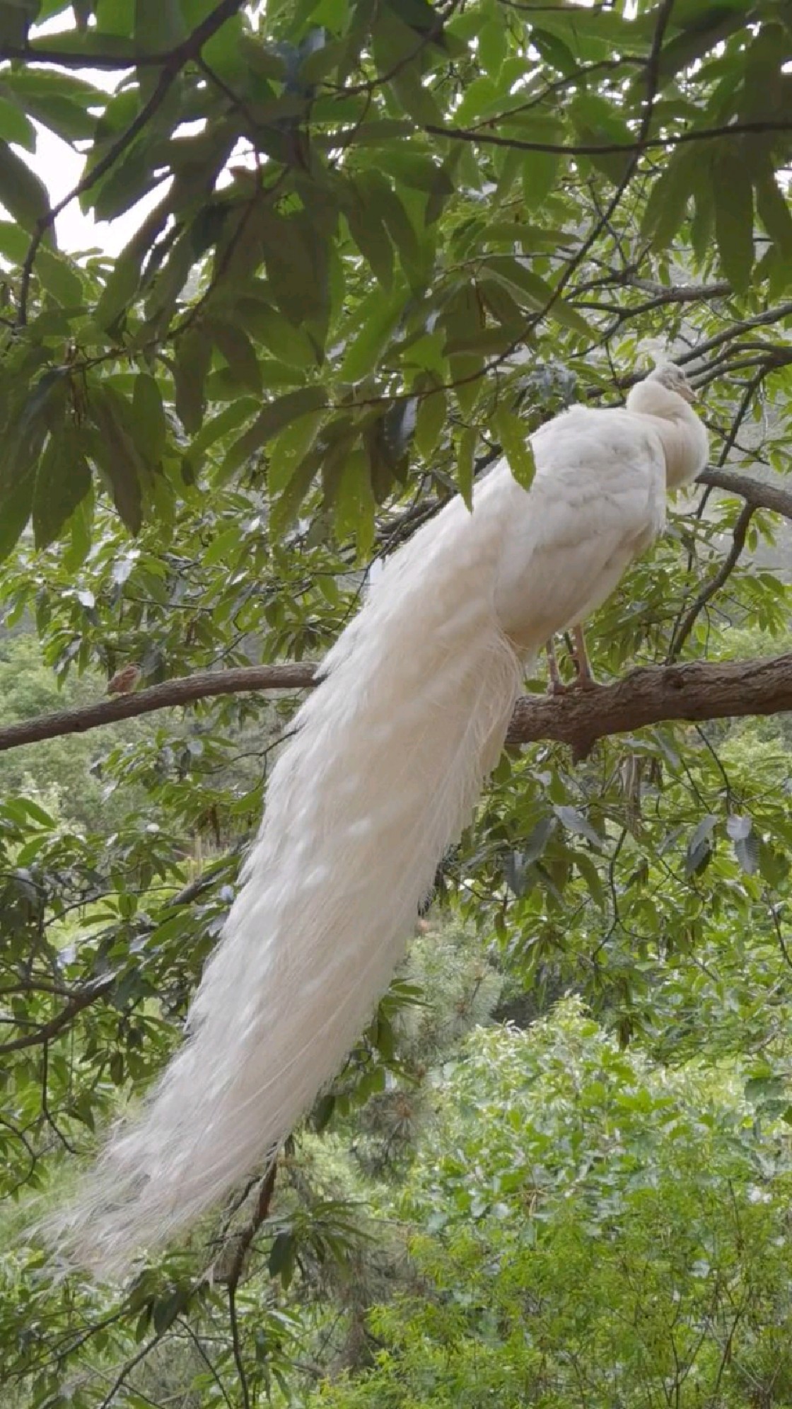 大连鸟语林白孔雀开屏太仙了
