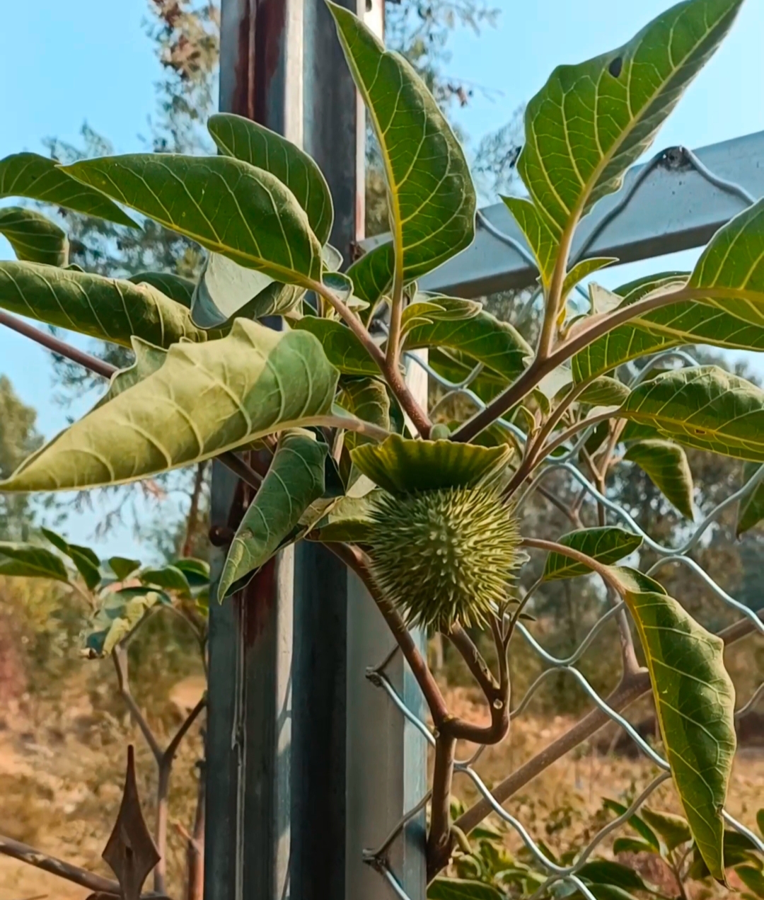 北方少见的稀罕植物——毛曼陀罗