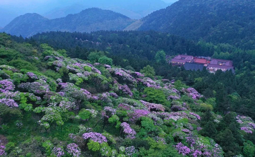 近日,浙江台州华顶满山遍野的云锦杜鹃肆意开放,美得让人惊叹!