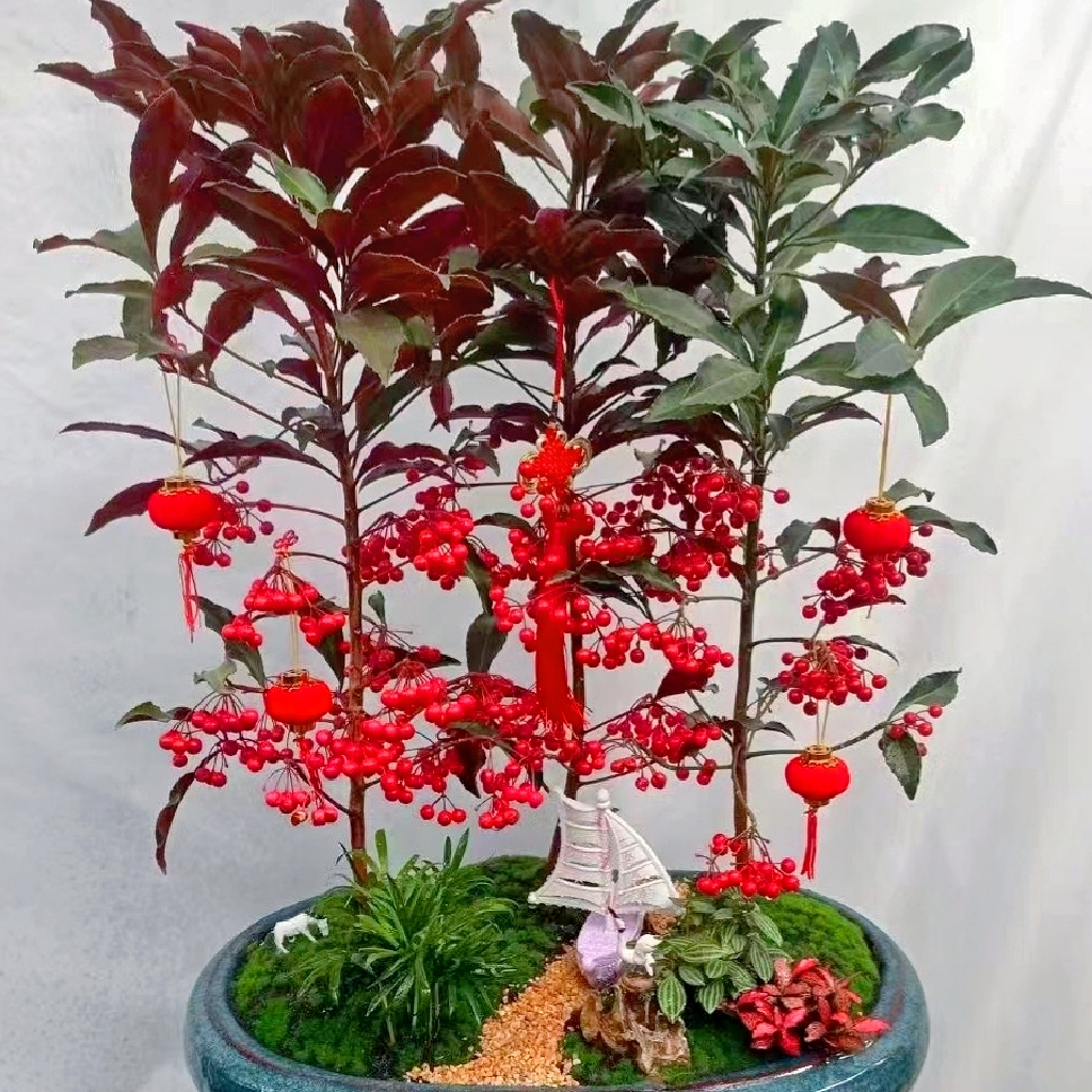 红果果的盆栽富贵籽.